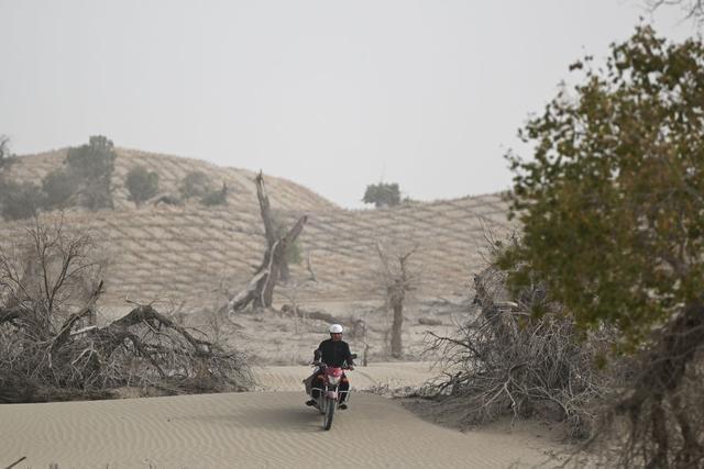 潮涌新疆70年 沙海新绿：生态输水造沙漠“绿色长廊”(图8)