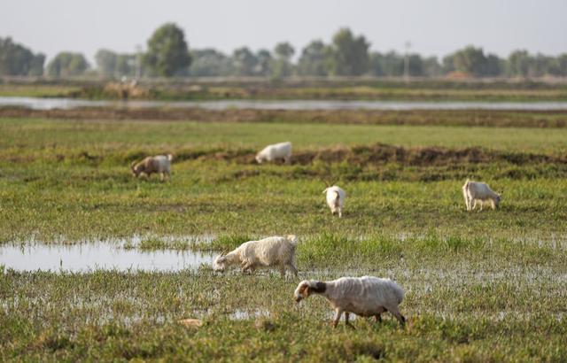 潮涌新疆70年 沙海新绿：生态输水造沙漠“绿色长廊”(图1)