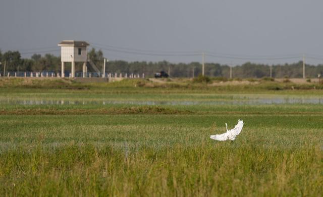 潮涌新疆70年 沙海新绿：生态输水造沙漠“绿色长廊”(图15)