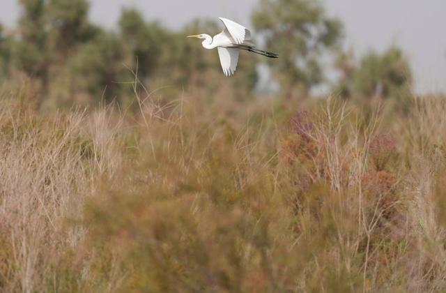 潮涌新疆70年 沙海新绿：生态输水造沙漠“绿色长廊”(图16)