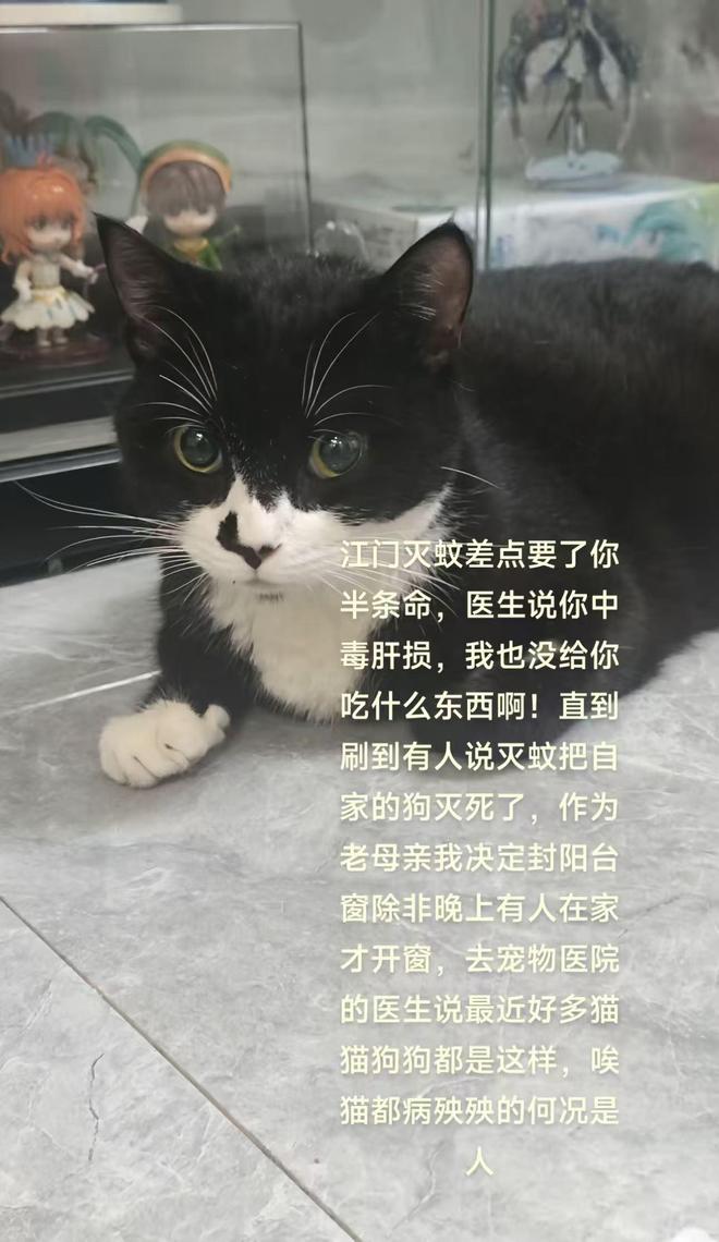 江门灭蚊烟雾释放过多居民质疑有毒宠物跟着遭殃(图1)