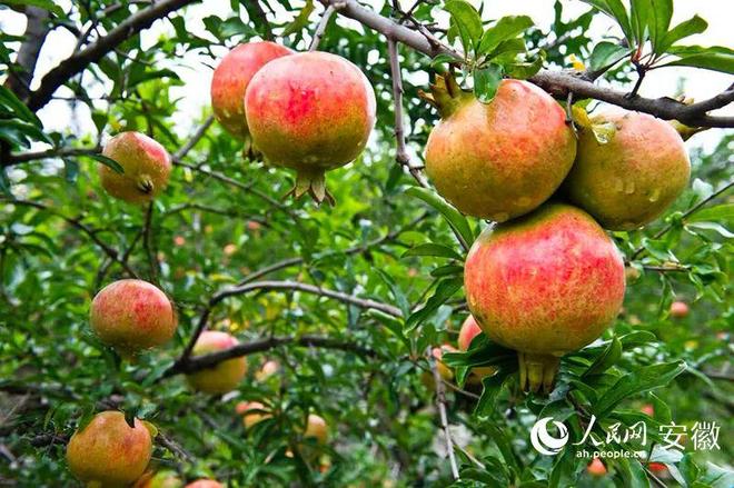 10月这些央媒、省媒聚焦淮北！(图21)