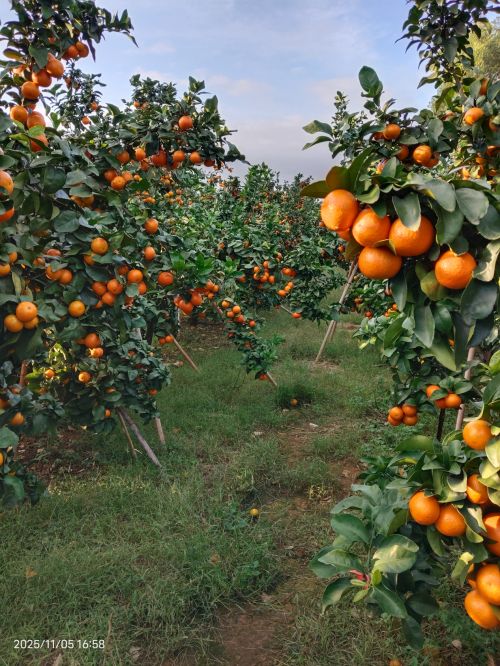 博发集团助农在行动开启乡村幸福之门(图2)